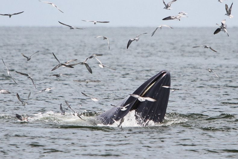 Whales and dolphins win protection in Thai seas crackdown | News by Thaiger