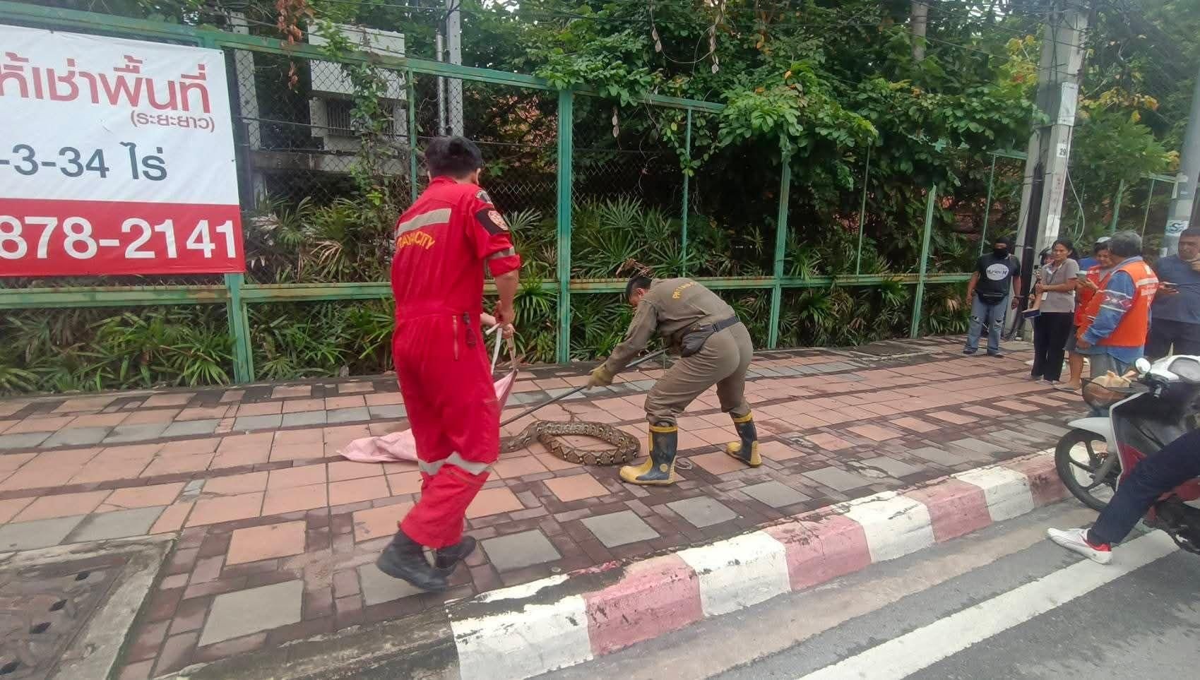 Giant python captured after terrorising Pattaya footpath | News by Thaiger
