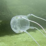 Beachgoers beware: Venomous jellyfish spotted in Thai waters | Thaiger