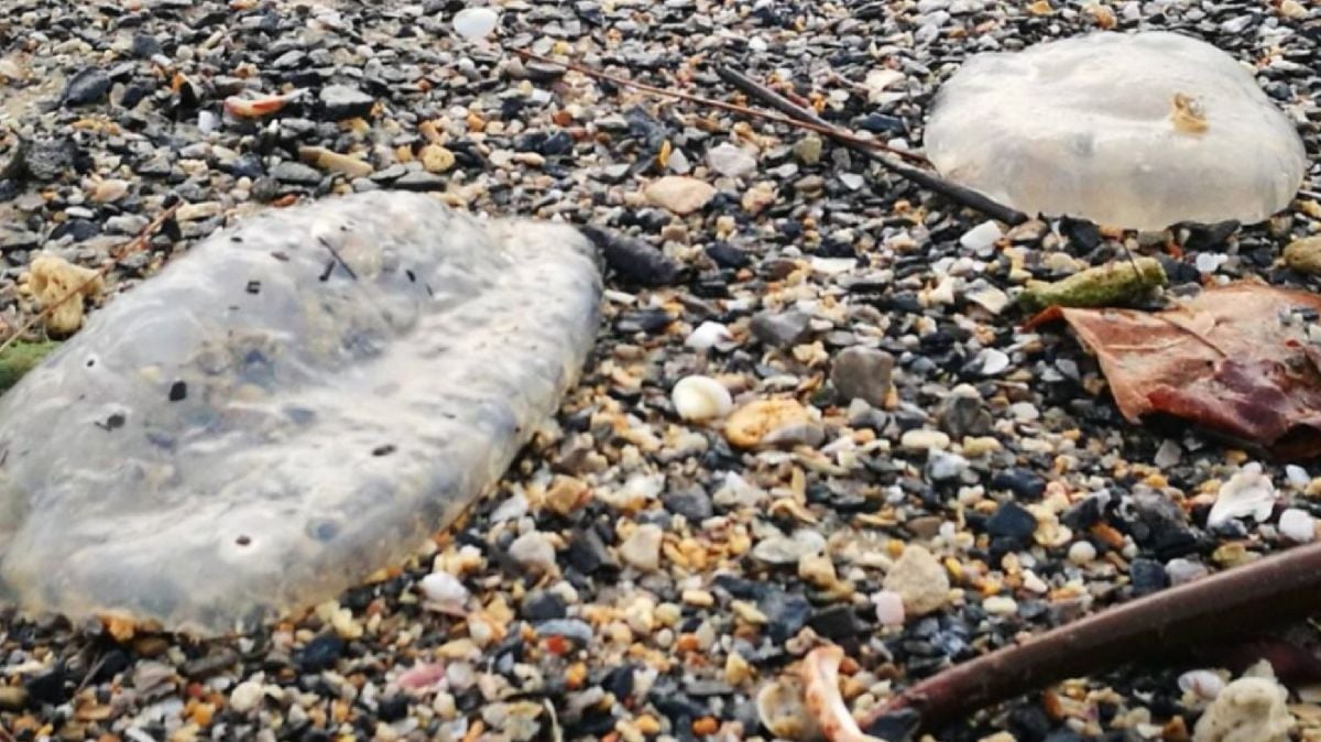 Beachgoers beware: Venomous jellyfish spotted in Thai waters | News by Thaiger
