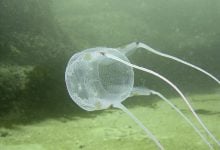 Beachgoers beware: Venomous jellyfish spotted in Thai waters | Thaiger