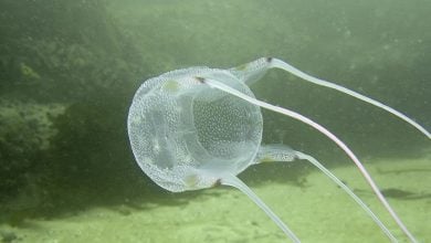 Beachgoers beware: Venomous jellyfish spotted in Thai waters | Thaiger