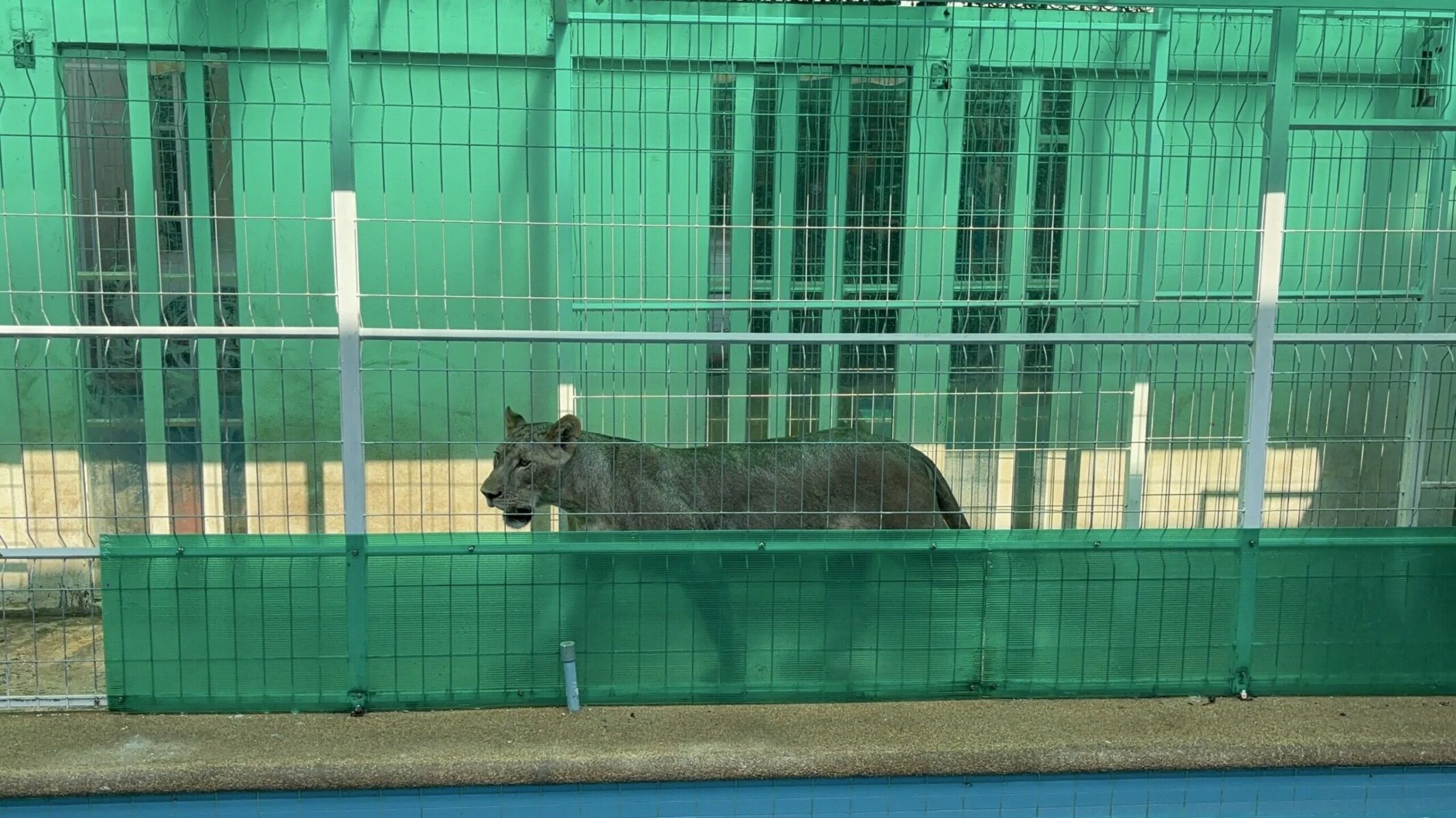 TikTok star's pet lion raises safety concerns in Chiang Mai | News by Thaiger