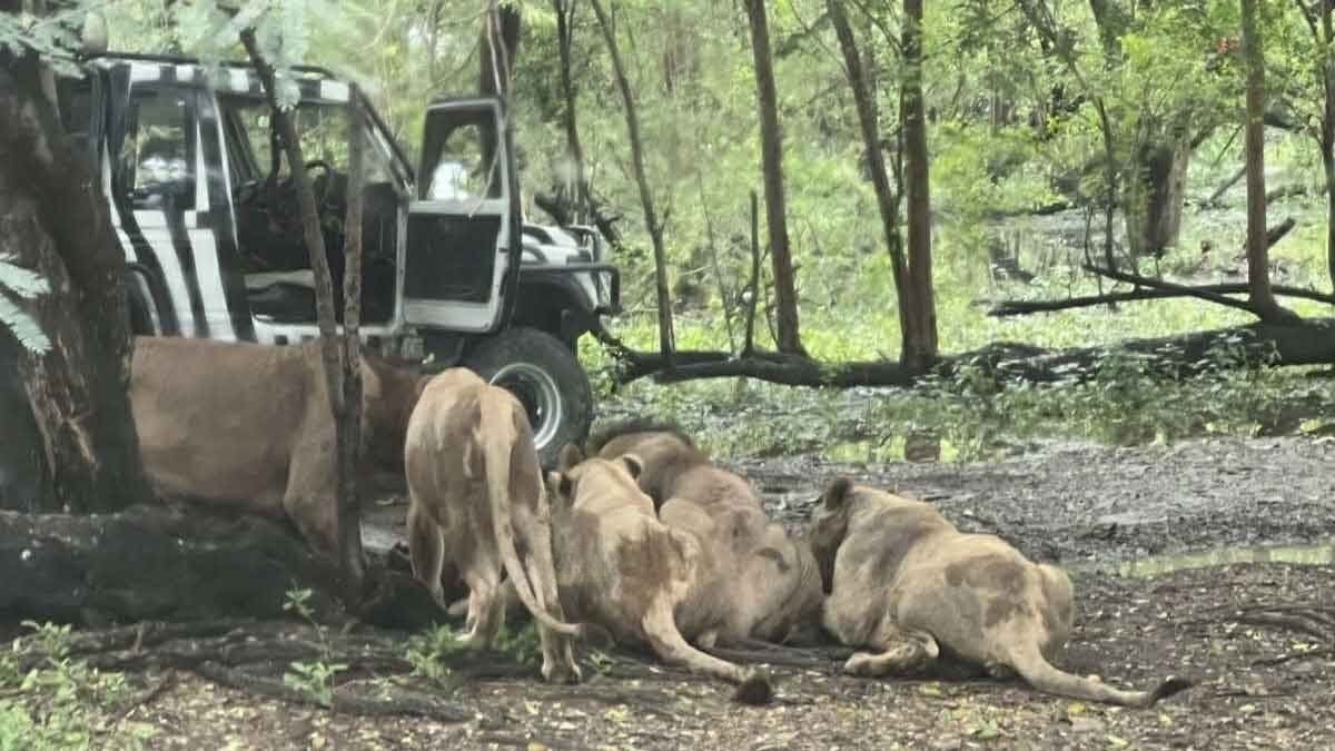 Autopsy: Bangkok zookeeper suffered broken neck in lion mauling (video) | News by Thaiger