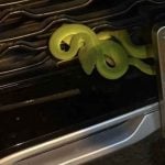 Green pit viper on car sparks lottery frenzy in Phetchabun | Thaiger