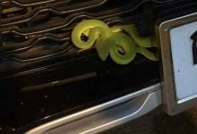 Green pit viper on car sparks lottery frenzy in Phetchabun | Thaiger