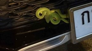 Green pit viper on car sparks lottery frenzy in Phetchabun | Thaiger