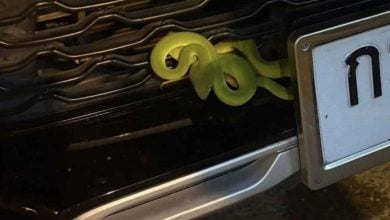 Green pit viper on car sparks lottery frenzy in Phetchabun | Thaiger