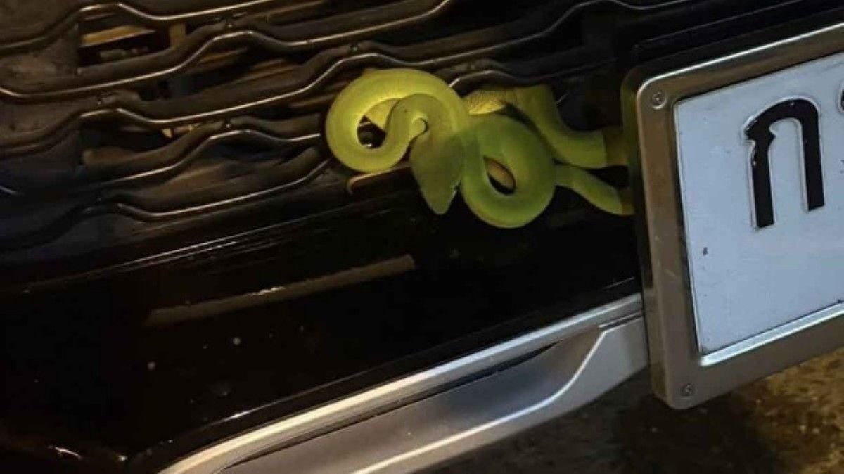 Green pit viper on car sparks lottery frenzy in Phetchabun | Thaiger