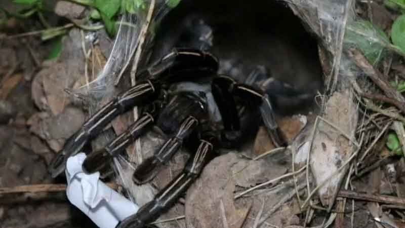 Lottery fever: Tarantula picks lucky number for upcoming draw | News by Thaiger