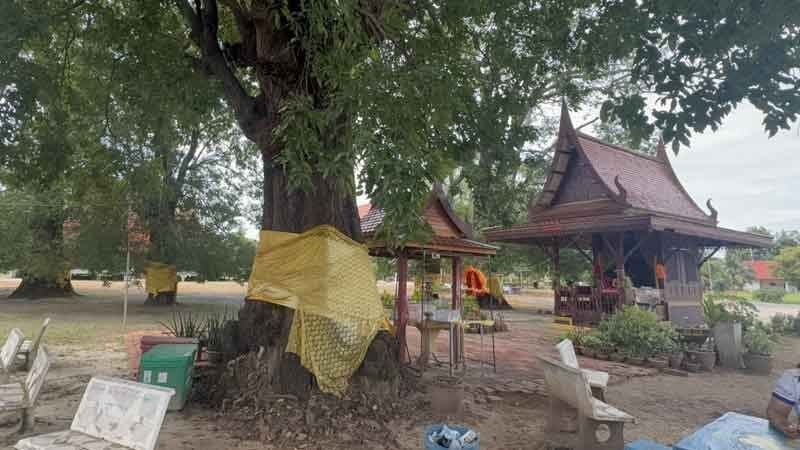 Lotto hopefuls flock to Ang Thong’s 200 year old ‘lucky tree’ | News by Thaiger