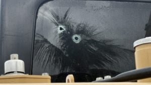 Phatthalung work camp attacked in midnight shooting | Thaiger