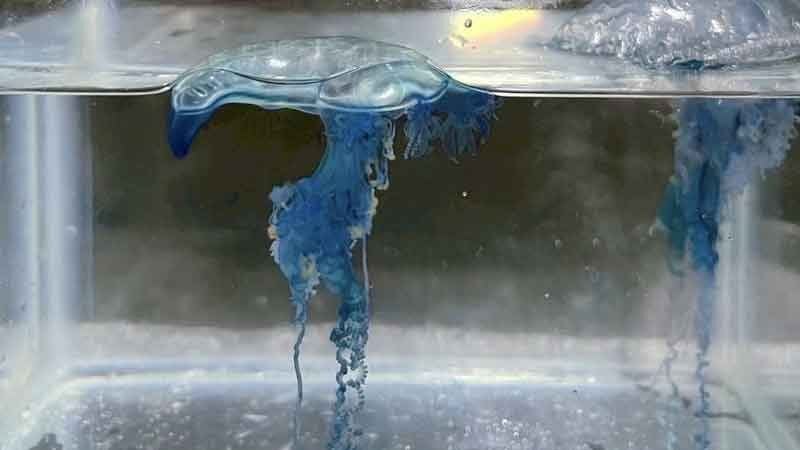 Patong lifeguards warn as venomous bluebottles wash up | News by Thaiger