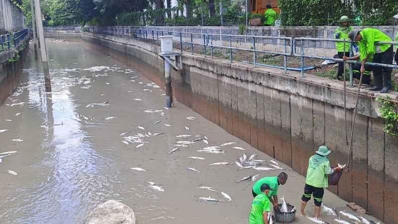 Bangkok Purple Line project probed after dead fish found | News by Thaiger