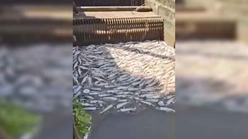 Bangkok Purple Line project probed after dead fish found | News by Thaiger