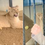 TikTok star&#8217;s pet lion raises safety concerns in Chiang Mai | Thaiger