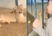 TikTok star’s pet lion raises safety concerns in Chiang Mai | Thaiger