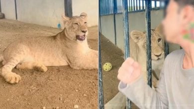 TikTok star’s pet lion raises safety concerns in Chiang Mai | Thaiger
