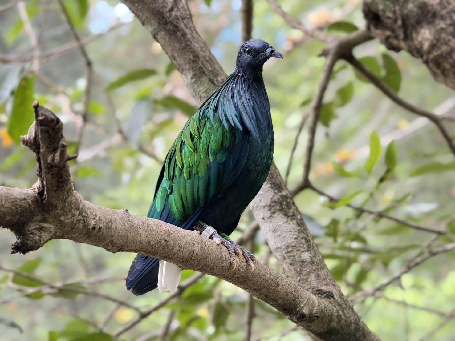 Chon Buri zoo architect recalls fond memory of Queen Sirikit | News by Thaiger