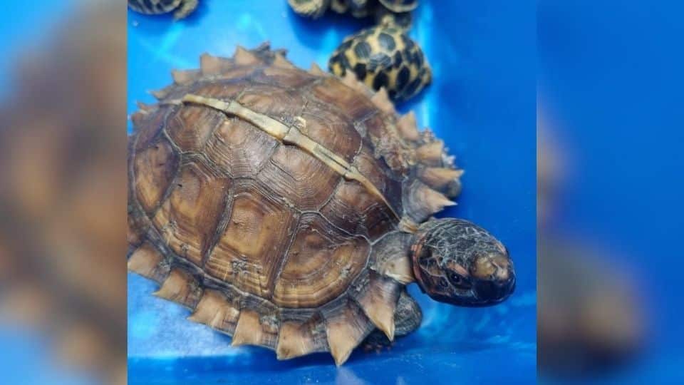 Taiwanese trio busted at Bangkok airport with rare wildlife | News by Thaiger