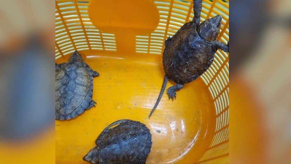 Taiwanese trio busted at Bangkok airport with rare wildlife | News by Thaiger