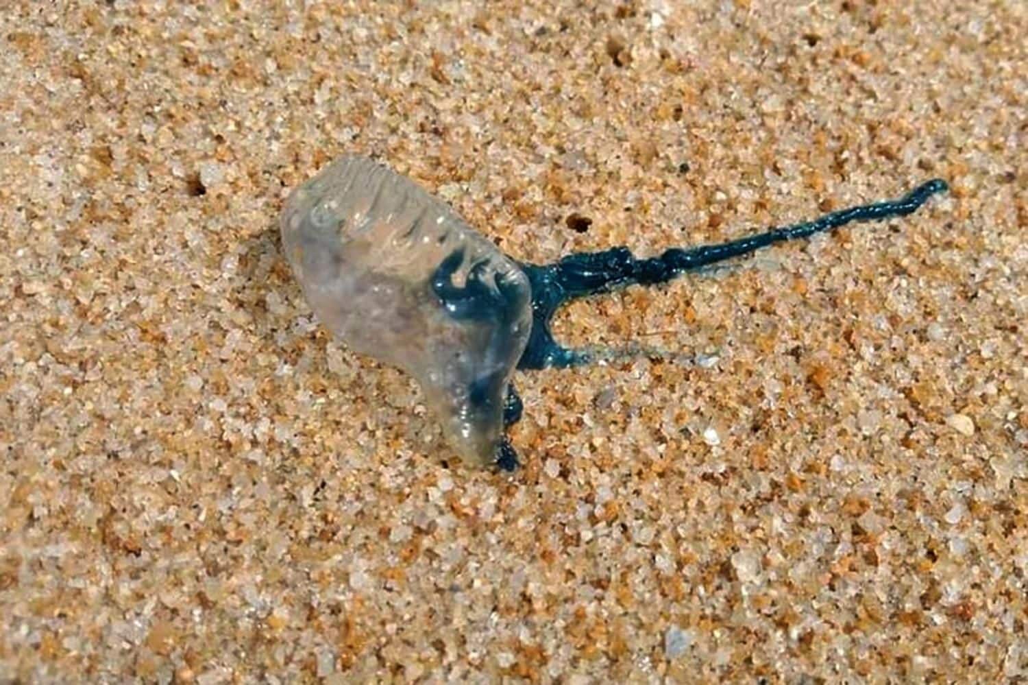Box jellyfish sting scare hits tourists at Patong Beach | News by Thaiger