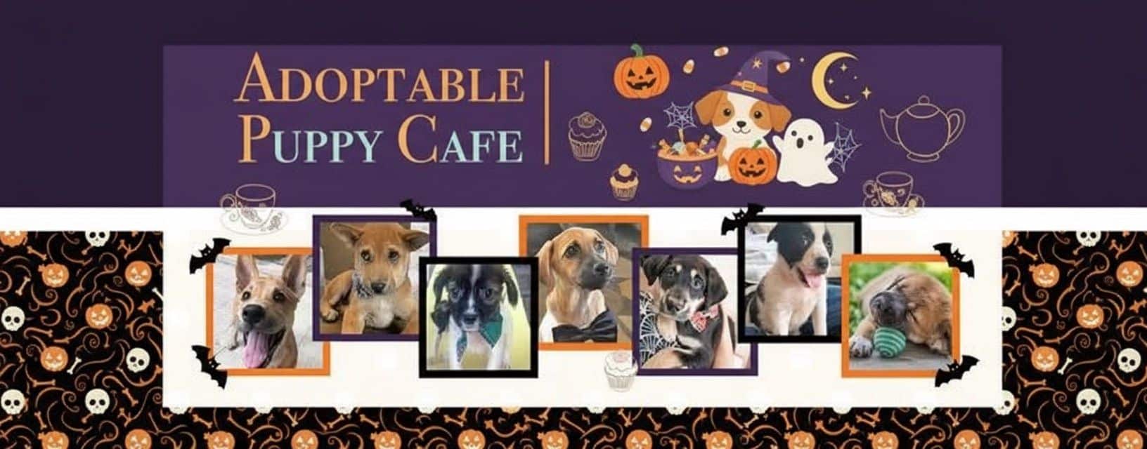 Halloween by The Adoptable Puppy Cafe at Hoya & Friends Cafe Bangkok