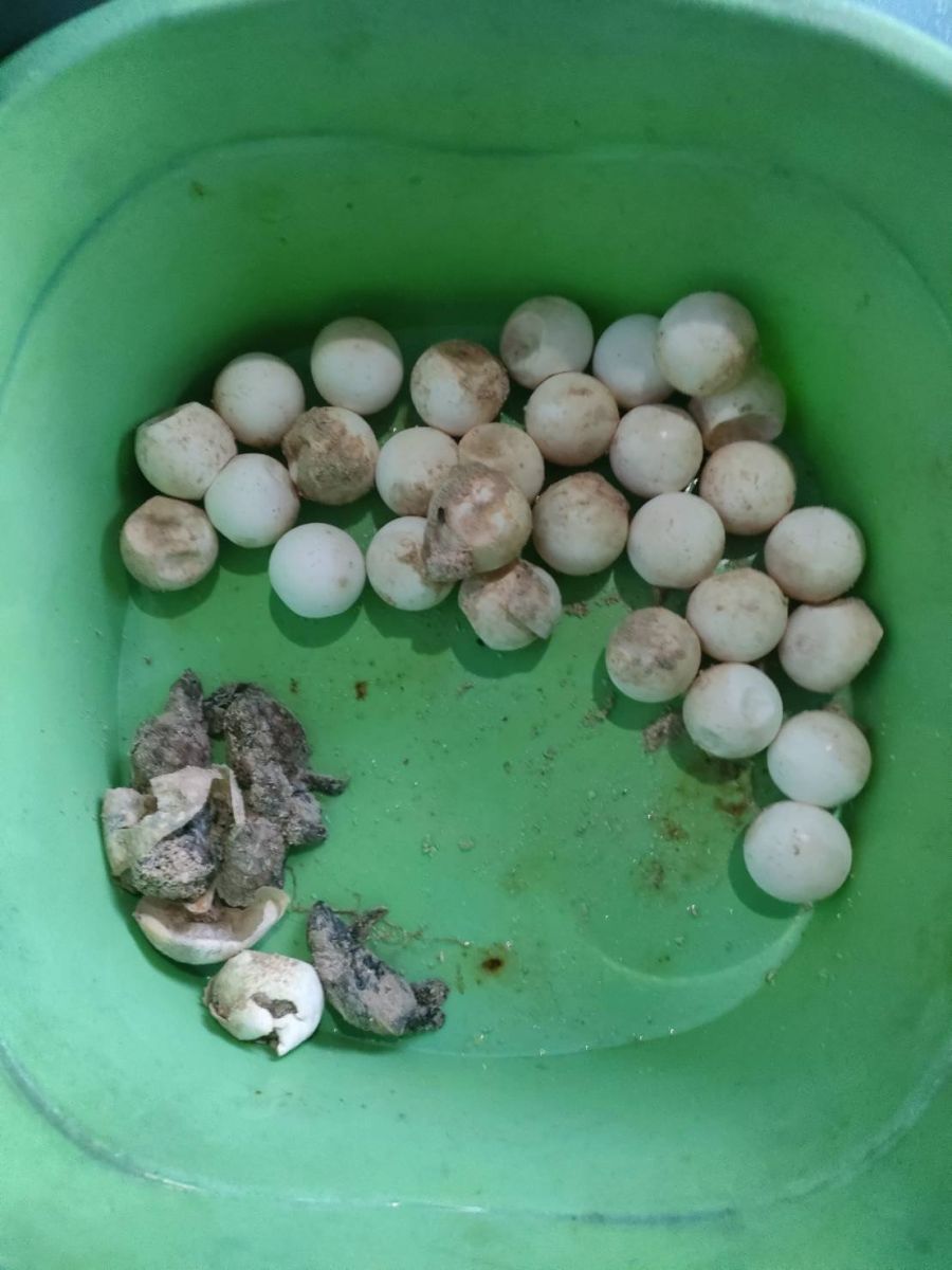Baby turtles make a break for it on Koh Thalu Beach | News by Thaiger