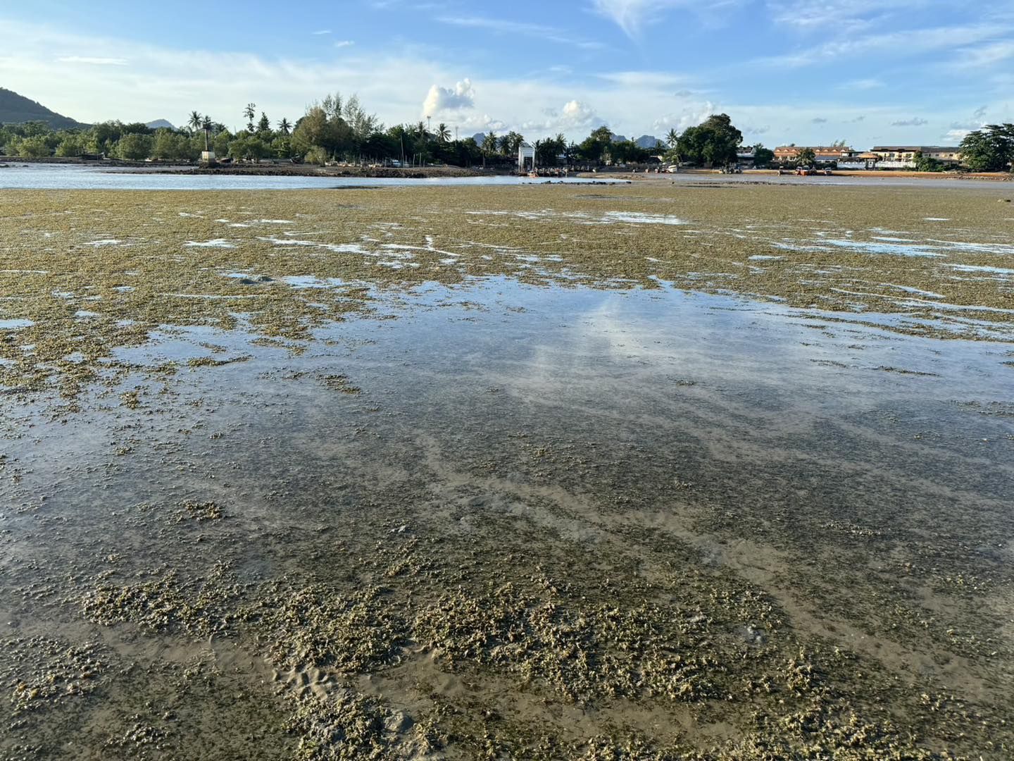 Dugong numbers plummet as seagrass vanishes in Andaman | News by Thaiger