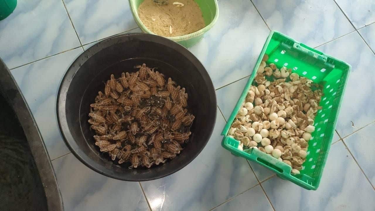 Baby turtles make a break for it on Koh Thalu Beach | News by Thaiger