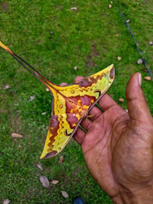 Rare moon moth spotted at Kaeng Krachan National Park | News by Thaiger