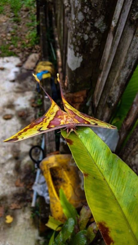 Rare moon moth spotted at Kaeng Krachan National Park | News by Thaiger