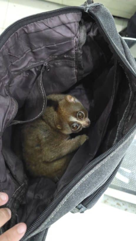 Slow loris dumped on Phuket beach sparks wildlife crackdown | News by Thaiger