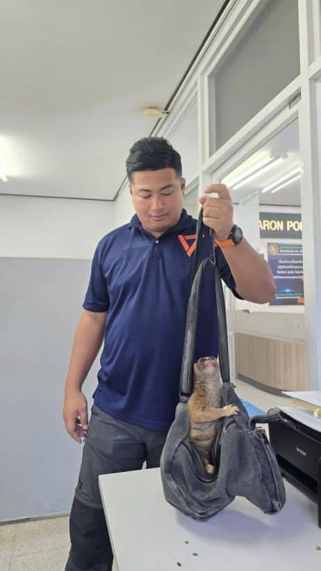 Slow loris dumped on Phuket beach sparks wildlife crackdown | News by Thaiger