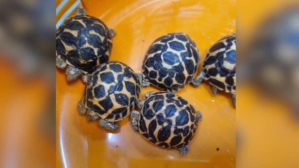 Taiwanese trio busted at Bangkok airport with rare wildlife | News by Thaiger