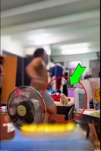 Bangkok beauty shop sacks worker who kicked cat on video | News by Thaiger