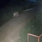 Thai TikToker’s lion attacks 2 victims, including 11 year old boy in Kanchanaburi | Thaiger