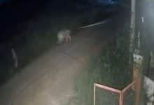 Thai TikToker’s lion attacks 2 victims, including 11 year old boy in Kanchanaburi | Thaiger