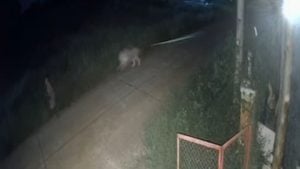 Thai TikToker’s lion attacks 2 victims, including 11 year old boy in Kanchanaburi | Thaiger