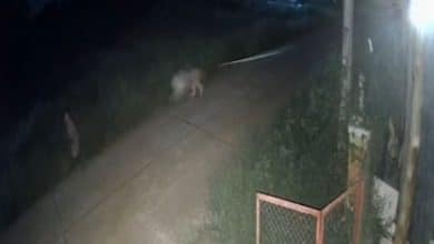 Thai TikToker’s lion attacks 2 victims, including 11 year old boy in Kanchanaburi | Thaiger