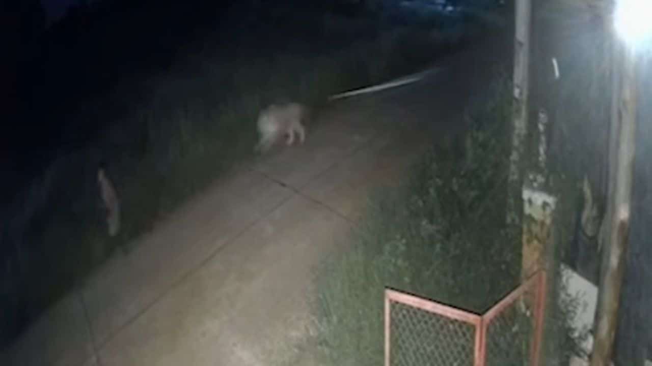 Лев тайского TikToker напал на 2 жертв, включая 11-летнего мальчика в Канчанабури