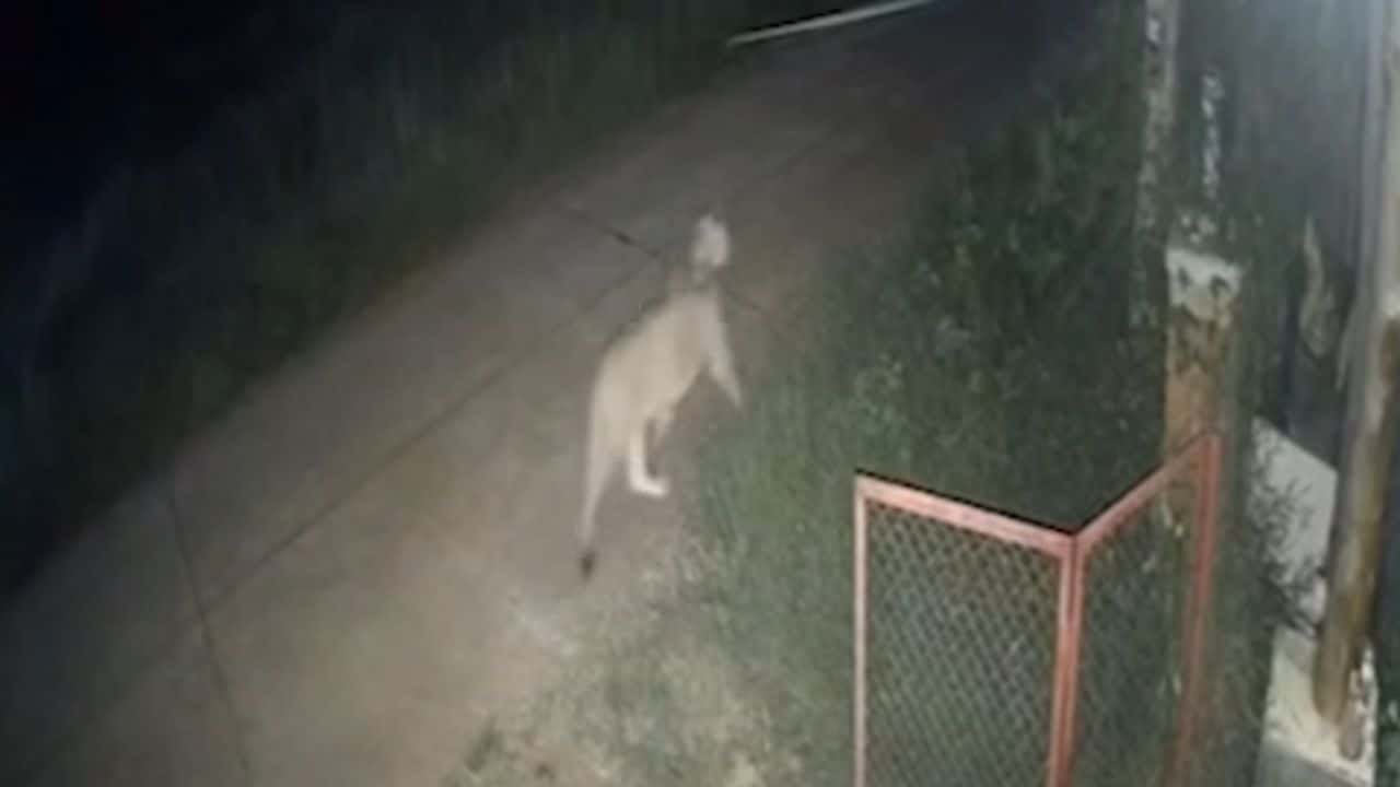 Lion escapes attacks boy Kanchanaburi