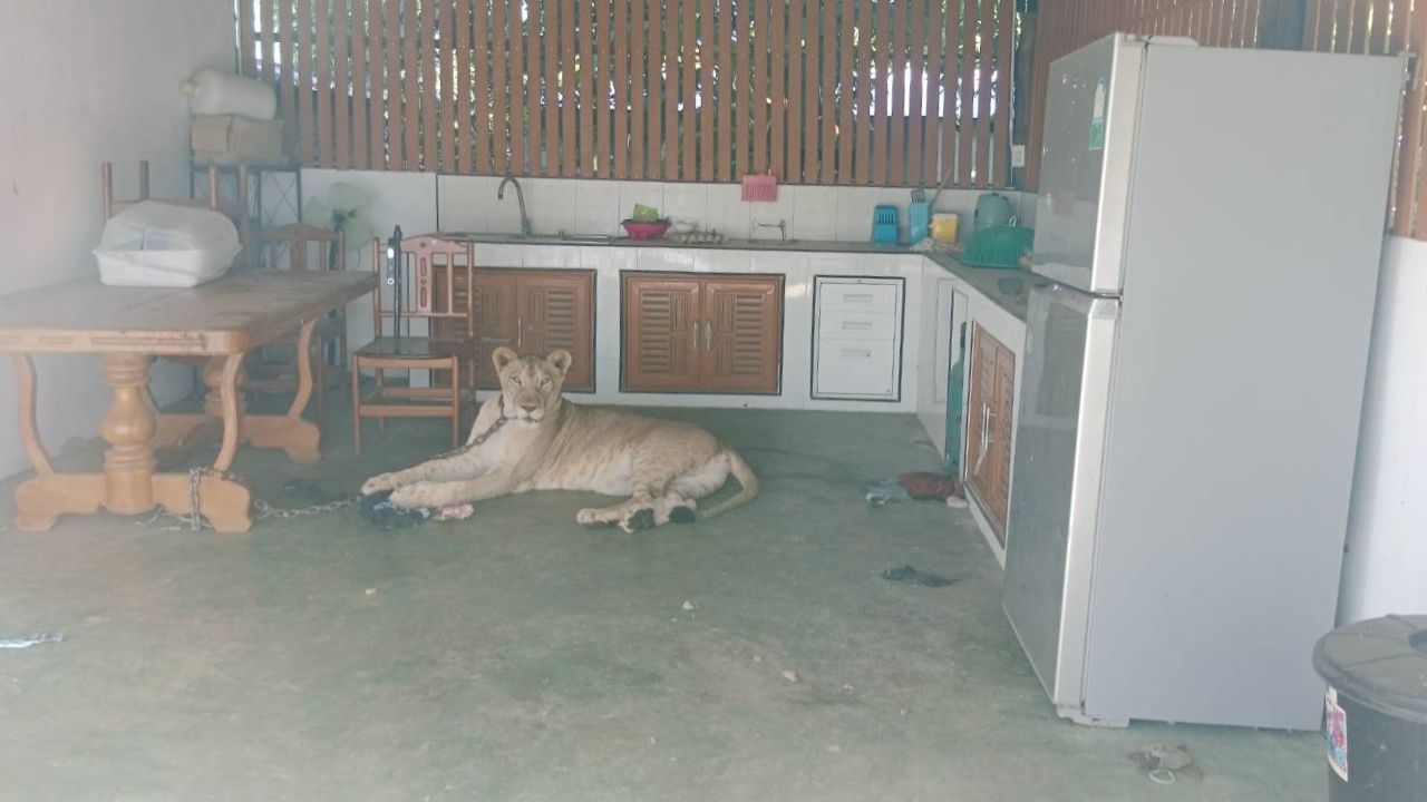 Lion escapes and attacks locals