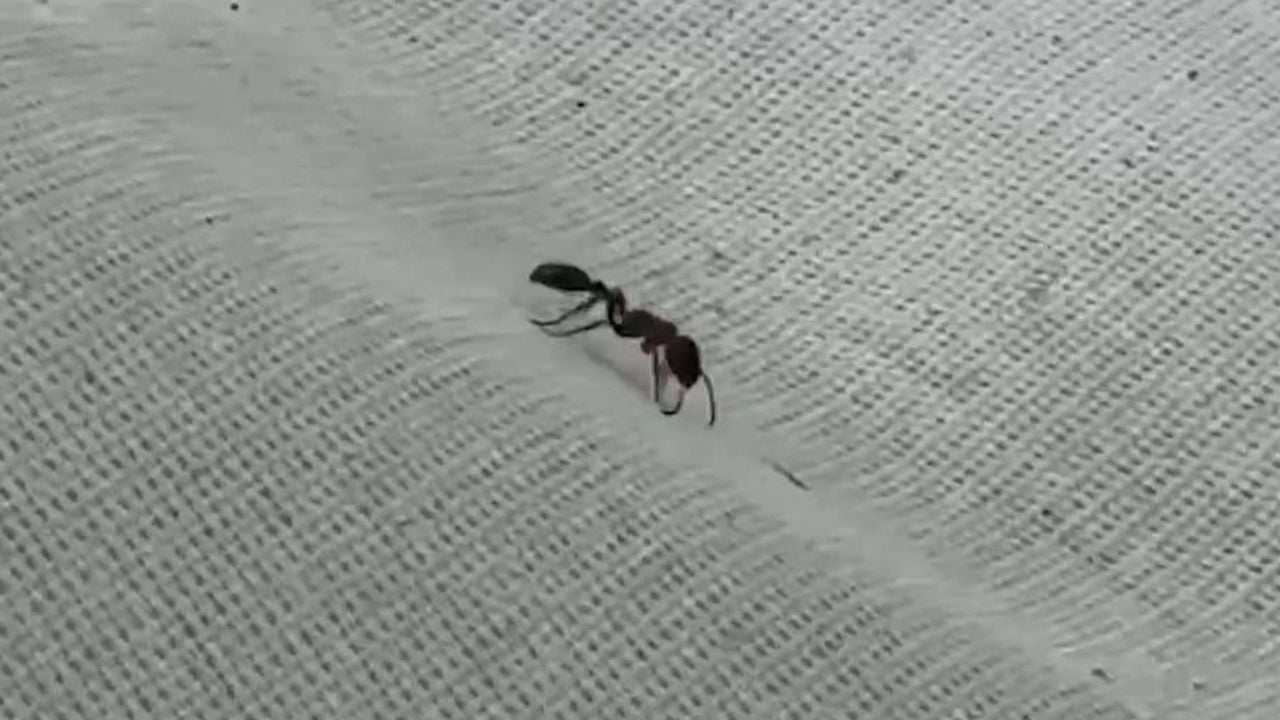 Ant bite kills Thai man in Samut Prakan