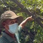 Thai man dies after ant bite while trimming trees in Samut Prakan | Thaiger