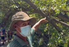 Thai man dies after ant bite while trimming trees in Samut Prakan | Thaiger