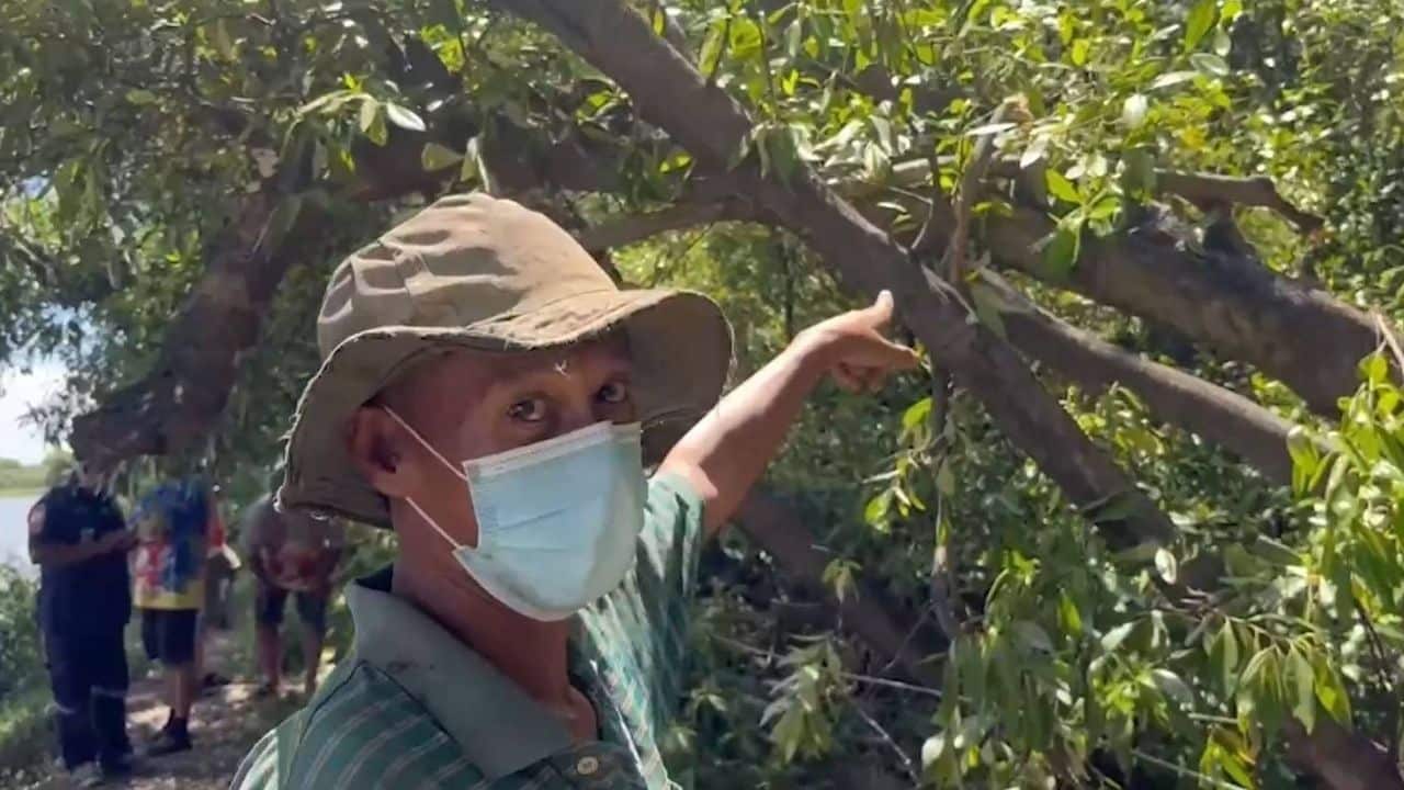 Thai man dies after ant bite while trimming trees in Samut Prakan | Thaiger