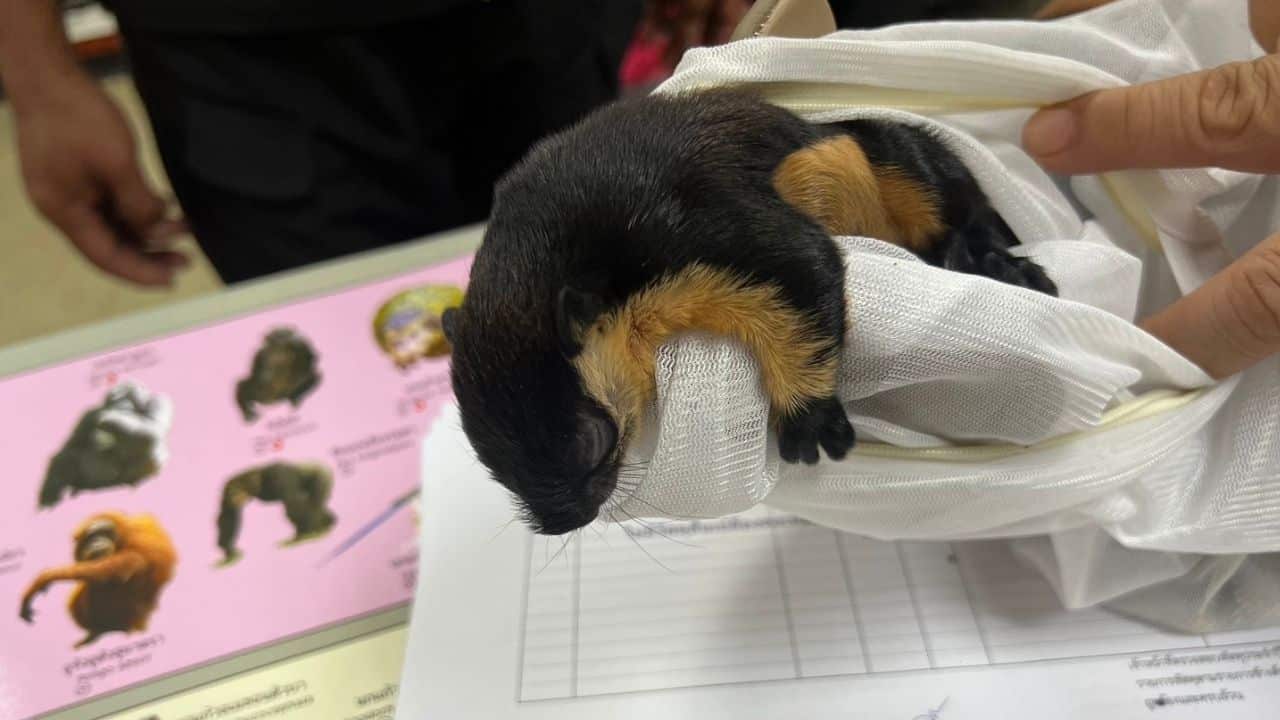Protected animals trafficked