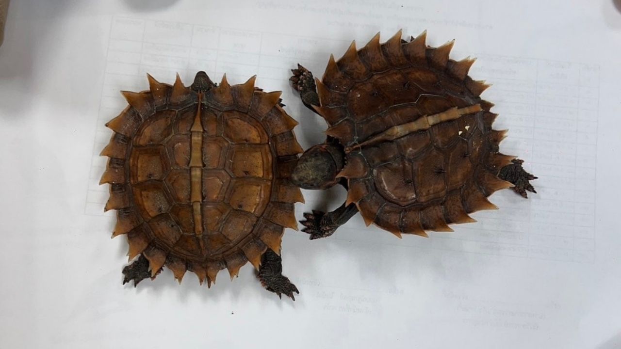 Taiwanese smuggle animals caught at Don Mueang Airport
