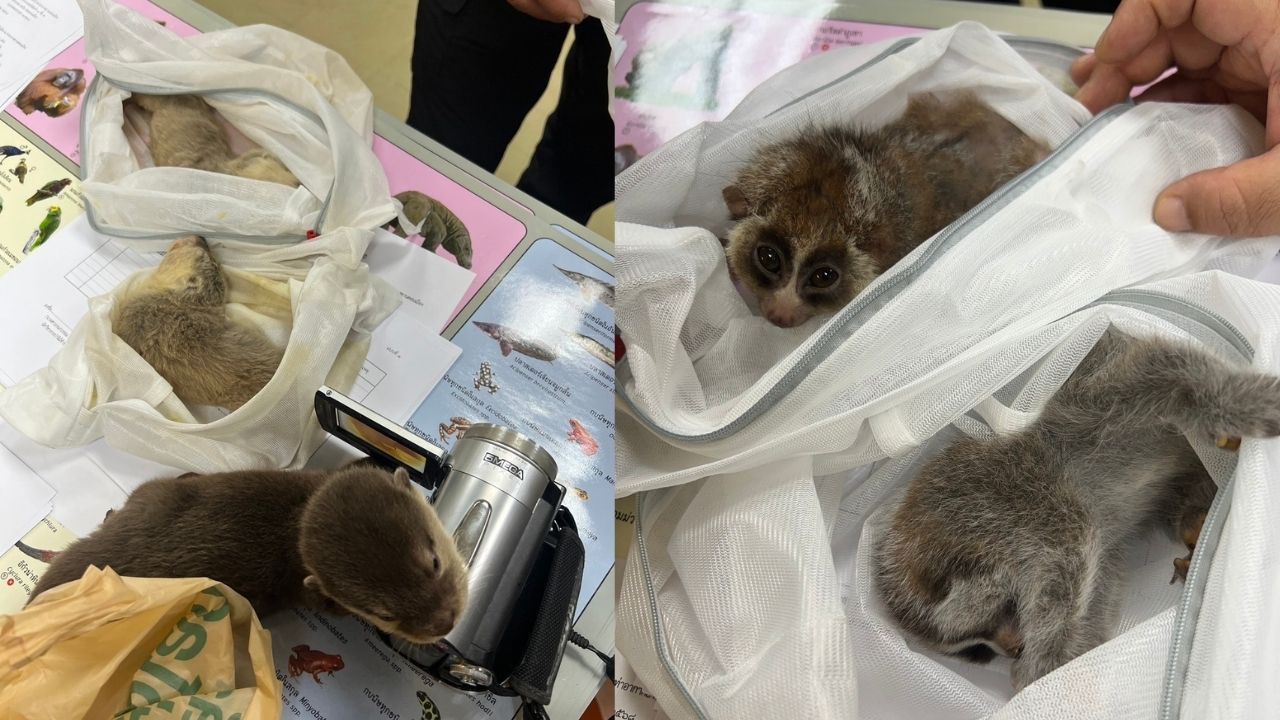 Live animals smuggled 